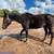 thoroughbred Mare 1 thumbnail