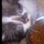 Long hair tuxedo kitten 1 thumbnail