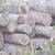 Pine logs ,13ft long free 1 thumbnail