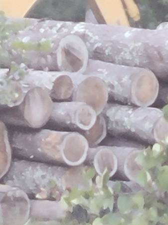 Pine logs ,13ft long free 1