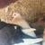 pigeons exotics rare palomas 4 thumbnail