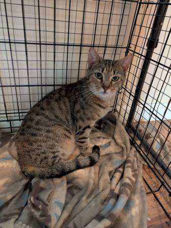Egyptian mau cat and kitten. 1