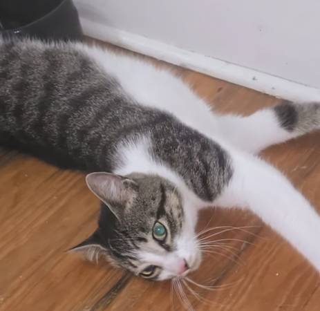 Beautiful cat in need of forever home (Louisburg)63980446257410120
