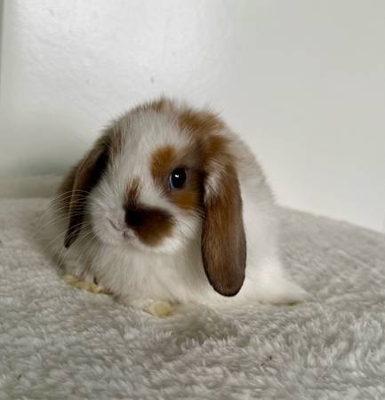 Holland lop and holland lop/teddywidder mix bunny rabbits (Aurora)63921243773443124