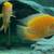 Red Spotted Gold Severum Cichlids for Sale (O.B.O) Breeding Paired 2 thumbnail