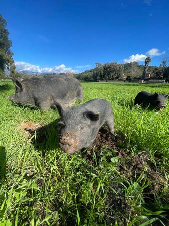 Heritage Piglets for Homesteads – Kune Kune, American Guinea Hog & Crosses 1