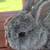 Netherland Dwarfs 22 thumbnail