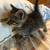 Kittens 14 thumbnail