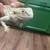 BEARDED DRAGON W/stuff 2 thumbnail