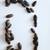 Dubia Roaches 2 thumbnail