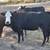 2 cows 1 thumbnail