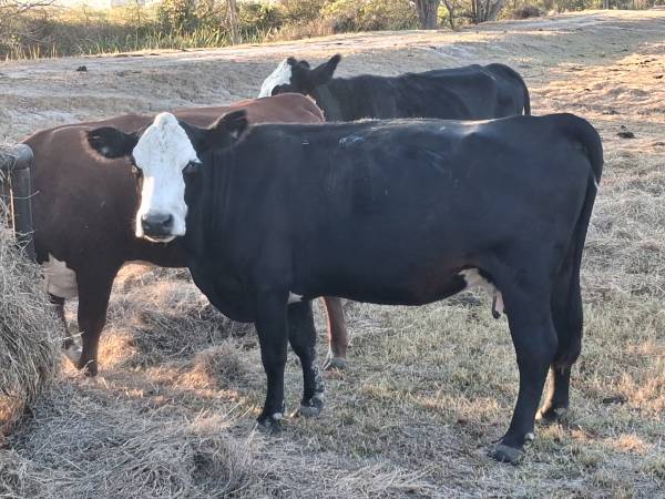 2 cows 1