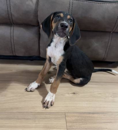 Hound 1
