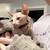 Hairless kittens 16 thumbnail