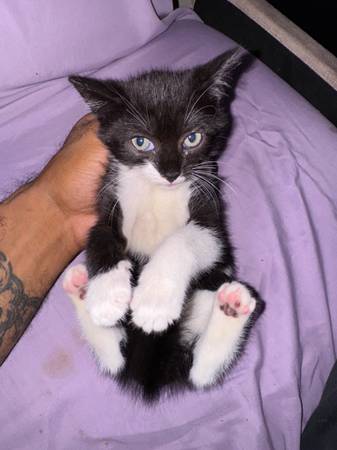 3 month old tuxedo kitten looking for a forever home63875423528195120