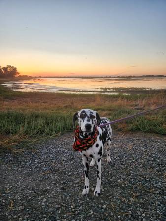 Dalmatian Puppies Coming Soon 1