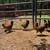 Welsummer Pullets 1 thumbnail