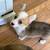 Pembroke Welsh Corgii 1 thumbnail