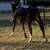 Rescue Gelding 9 thumbnail
