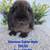 Adorable 7 thumbnail