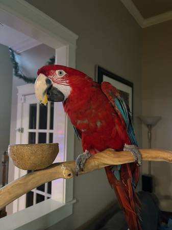 Tame greenwing needs rehoming 1