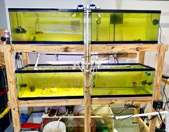 40b gallon aquarium rack system 1