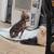 Chihuahuas 9 thumbnail
