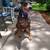 *Pet Sitting / Boarding Short Term / Long Term*Home Environment* 3 thumbnail