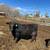 Reg. Yearling Angus Bulls 5 thumbnail