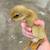 Ducks/Ducklings 3 thumbnail