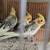 Young COCKATIEL 6 thumbnail