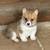 Corgi 2 thumbnail