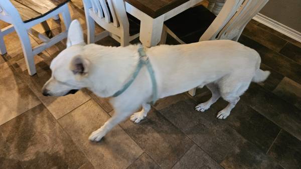 2 german shepherds need a home (Corpus chirsti)63622345982209121
