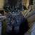 Persian cat 6 thumbnail