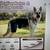 Dog hip brece 2 thumbnail