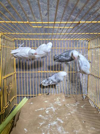 Love bird 1