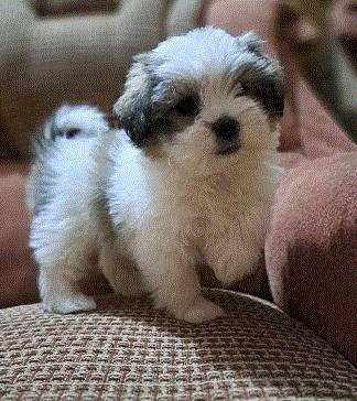 Adorable  Shih Tzu puppie 1