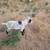 Male Goat 1 thumbnail