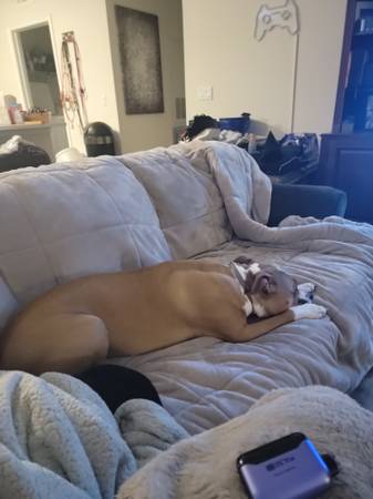 Missing Golden Retriever (Riverview, FL)64306347643393120