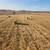 Local grass hay 1 thumbnail