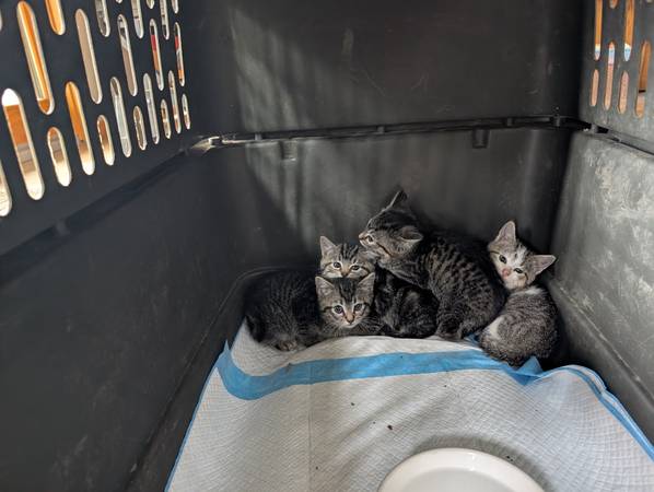Free kittens 1