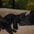 Amazingly adorable black kittens for adoption 4 thumbnail