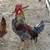 Chickens and duck 13 thumbnail