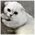 Scottish fold and straight kittens 5 thumbnail