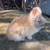 Loinhead rabbits 4 thumbnail
