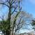 Tree removal   trimming  Tree care  Tree service 3 thumbnail