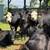 Bred cows 1 thumbnail
