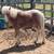 Yearling Pony Colt 2 thumbnail