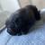 Female Cane Corso Puppies 3 thumbnail