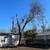 TREE GUYS /TREE REMOVAL SERVICES 1 thumbnail